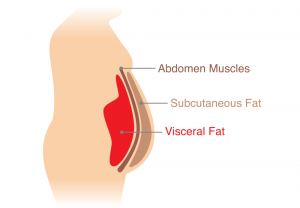 diagram of human body showing different layers of body fat