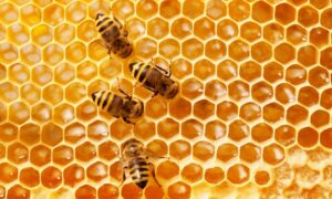 bees control brisbane