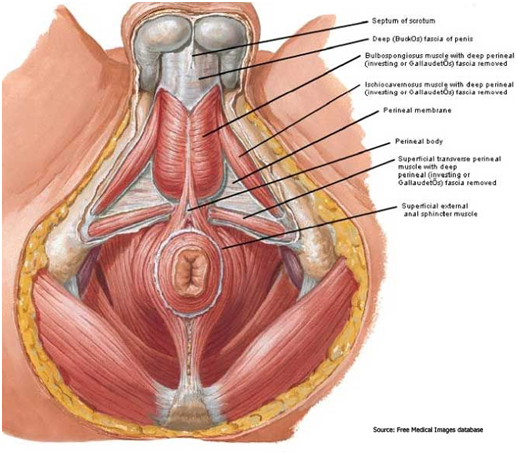 What Do Pelvic Floor Muscles Do?