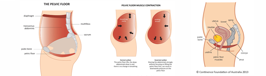 What is the pelvic floor?