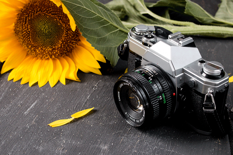 A retro camera with a yellow sunflower