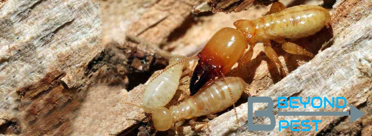 termite pest control Singapore