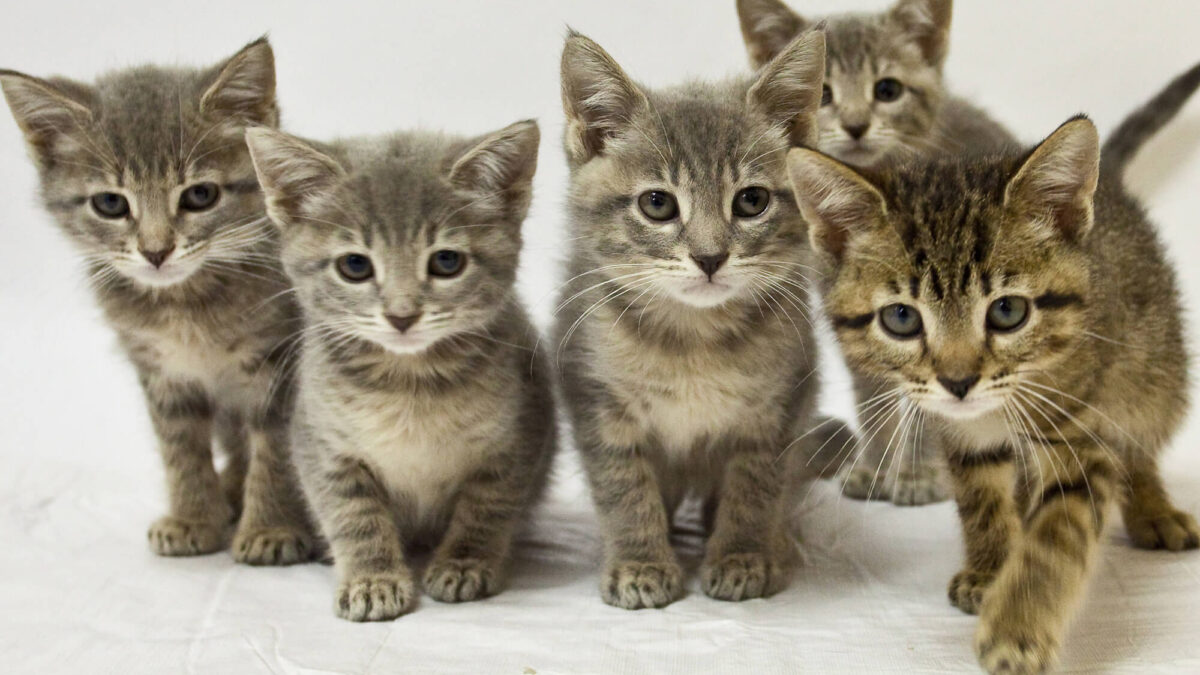 Kitten Socialization Secrets