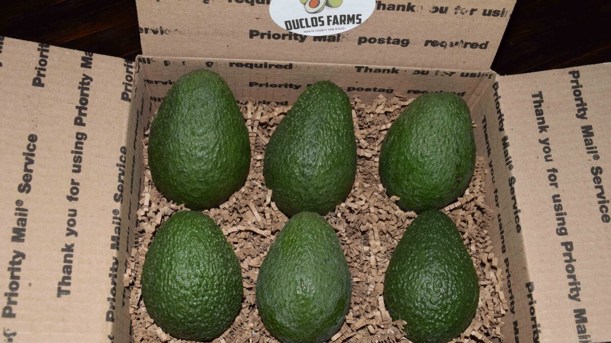 Order the Best Quality Avocados through a Tried and Trusted Fruit Farm