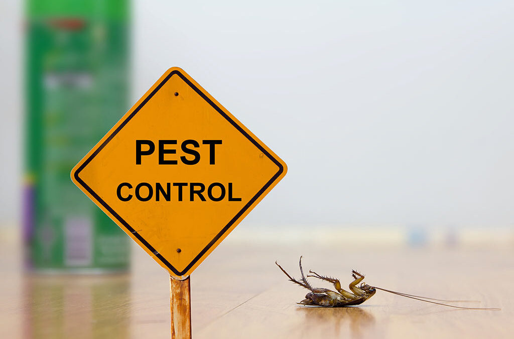 How to Identify and Treat House Plants Pests