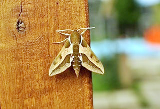 Frequently asked questions, answers, interesting information about butterflies Moths