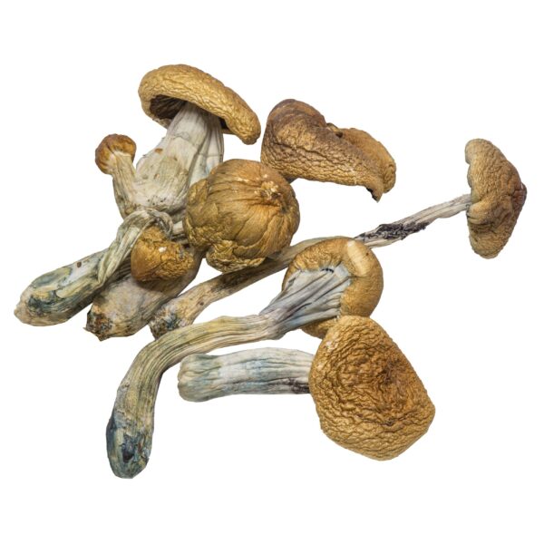How To Buy The Best Shrooms Online in Canada