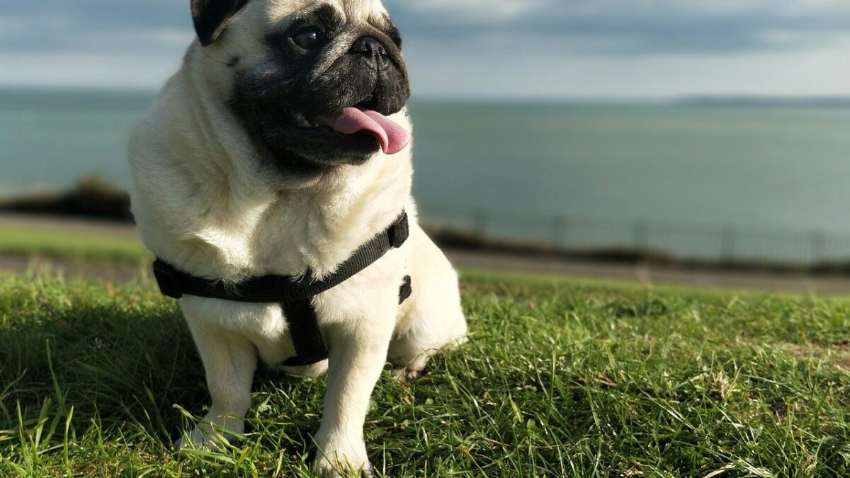 Teacup Pugs What You Need to Know About This Small Breed