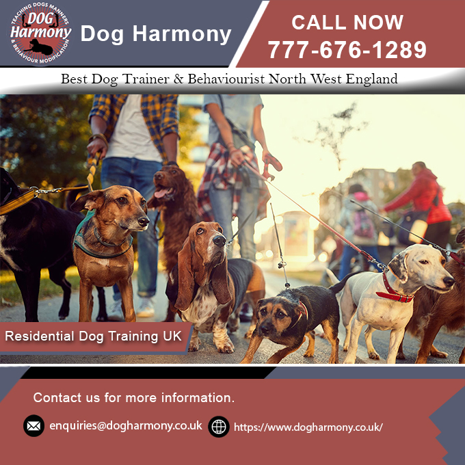 Best Dog Trainer & Behaviourist North West England | Dog Harmony