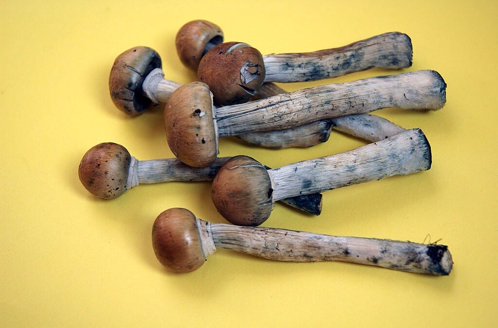 Magic mushrooms: the many benefits of the mushroom