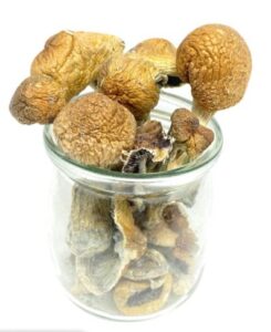 where to buy magic mushrooms in vancouver