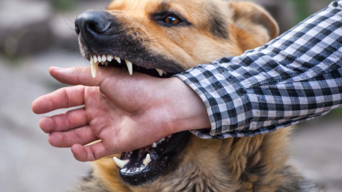 Lawyers Discuss Dog-Bite Prevention and Treatment