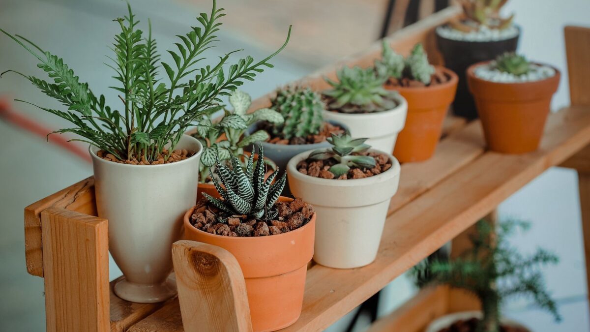 Ten Possible Solutions To Prevent Your Indoor Plants From Dying