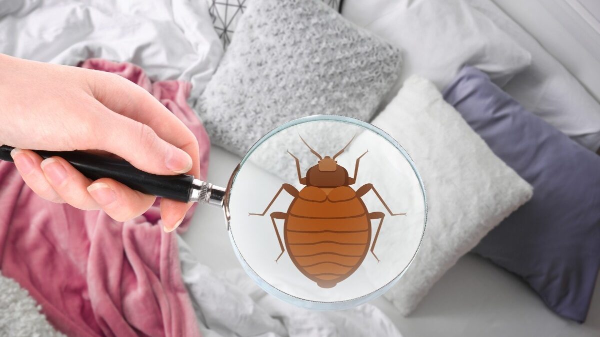 Professional Bed Bug Extermination- The Process and The Benefits