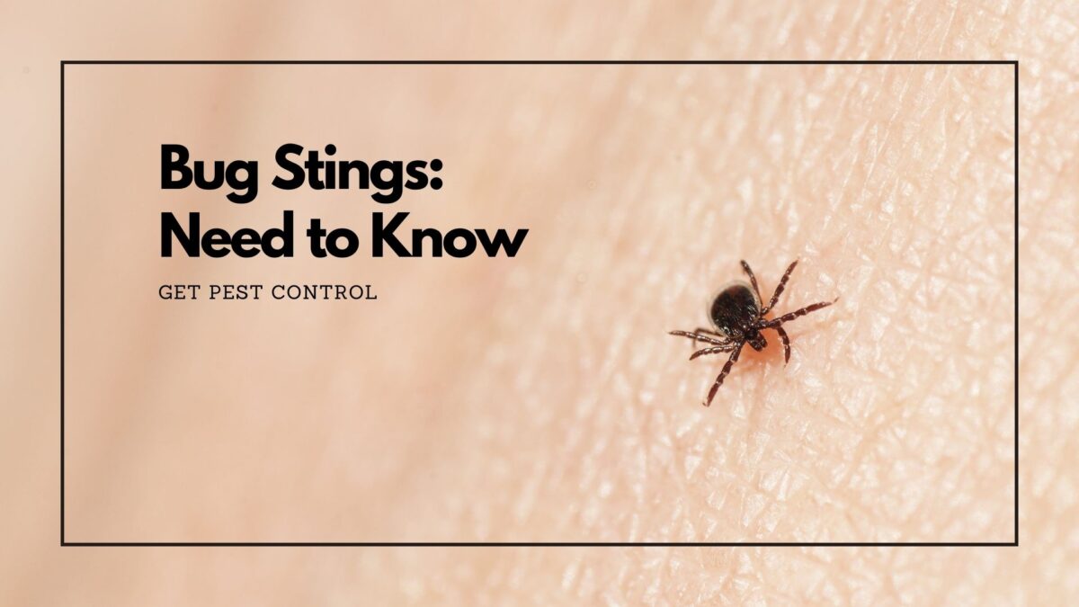 Bug Stings: Everything You Need to Know