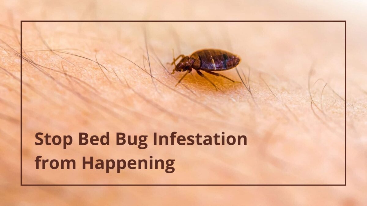 How to Stop Bed Bug Infestation from Happening?