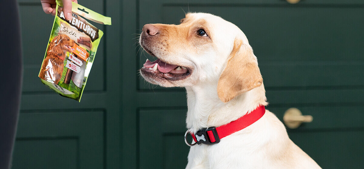 How Useful Can Dog Treats Be During Training