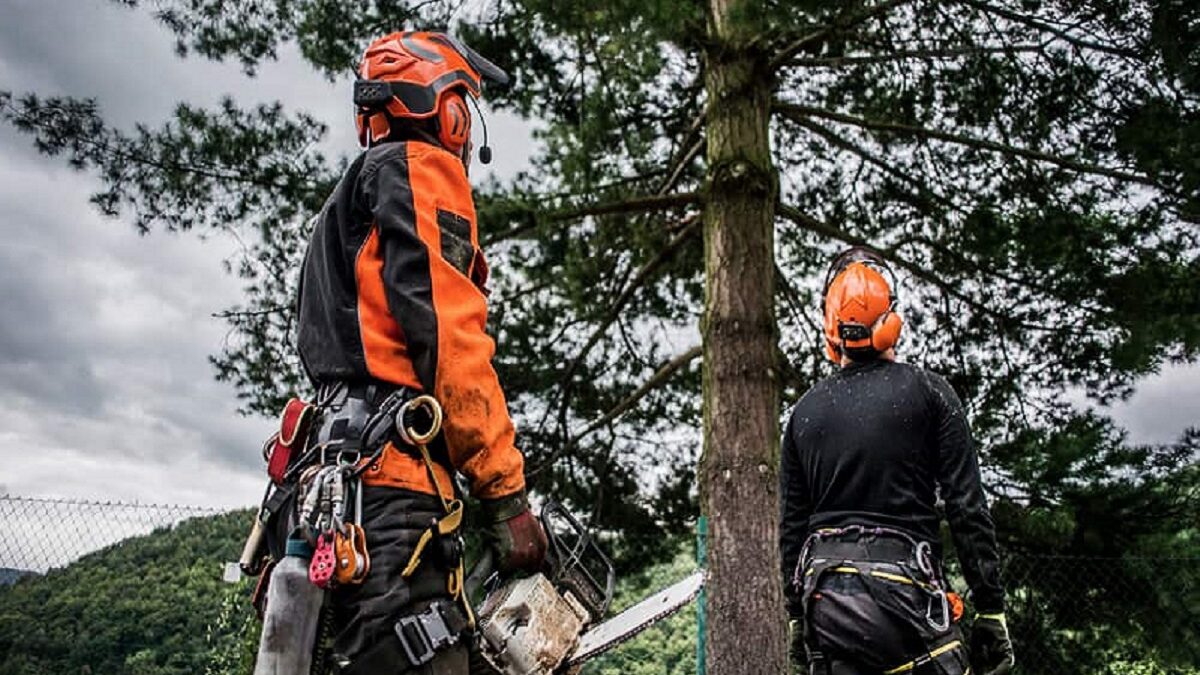 How to Chose Best Tree Service Company