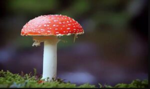 The Important Role of Cubensis Mycelium 