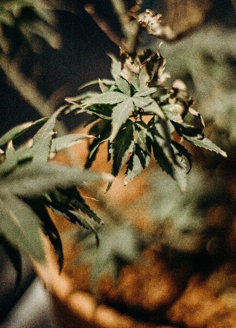 Should I Buy or Grow Cannabis on My Own?