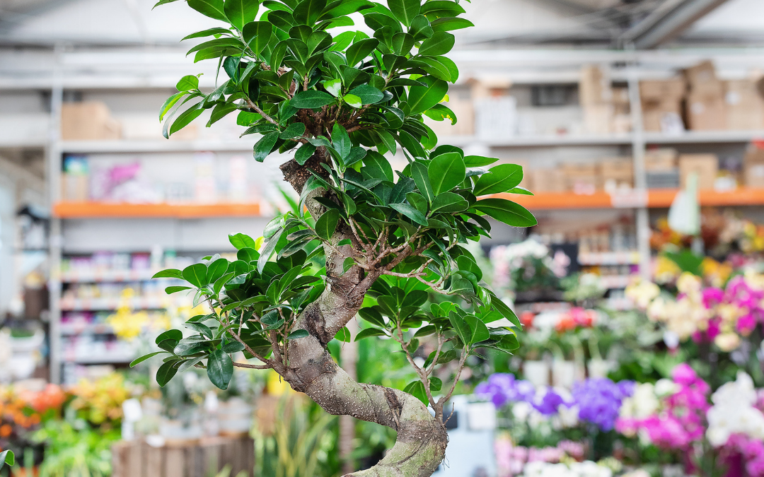 Bonsai Tree Care for Beginners – Everything You Need to Know