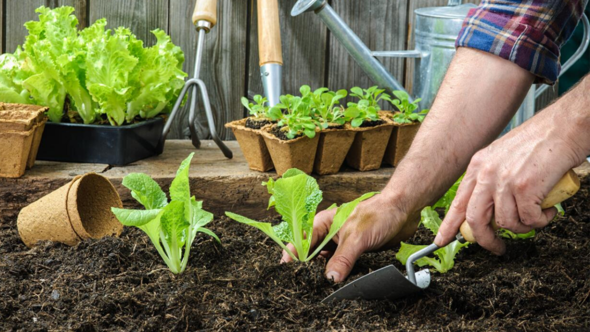 Steps for transforming the hobby of gardening into a full-time business