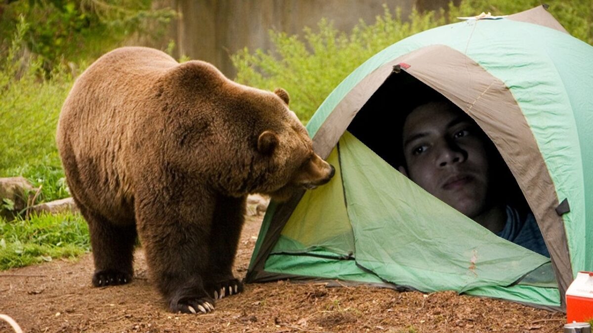 Should Be Afraid Of Animal Attacks In Tents? Here’s The Answer