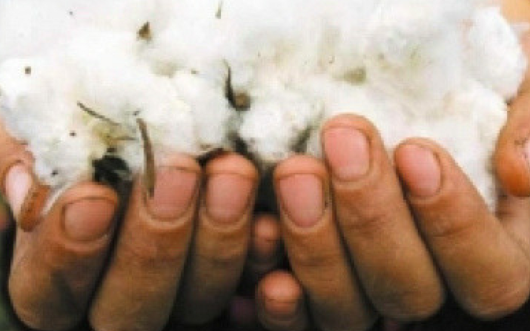10 facts: What you should know about (organic) cotton