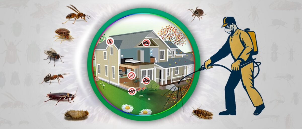 What to Expect during the Different seasons of pest control