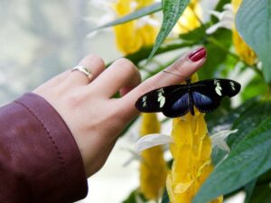 Black butterfly sitting on a finger