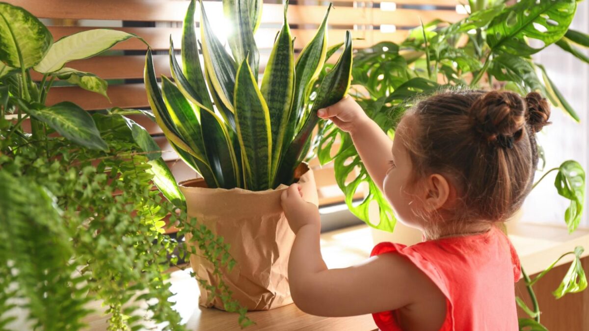 Best Plants for Nursery: Green Angel’s Choice