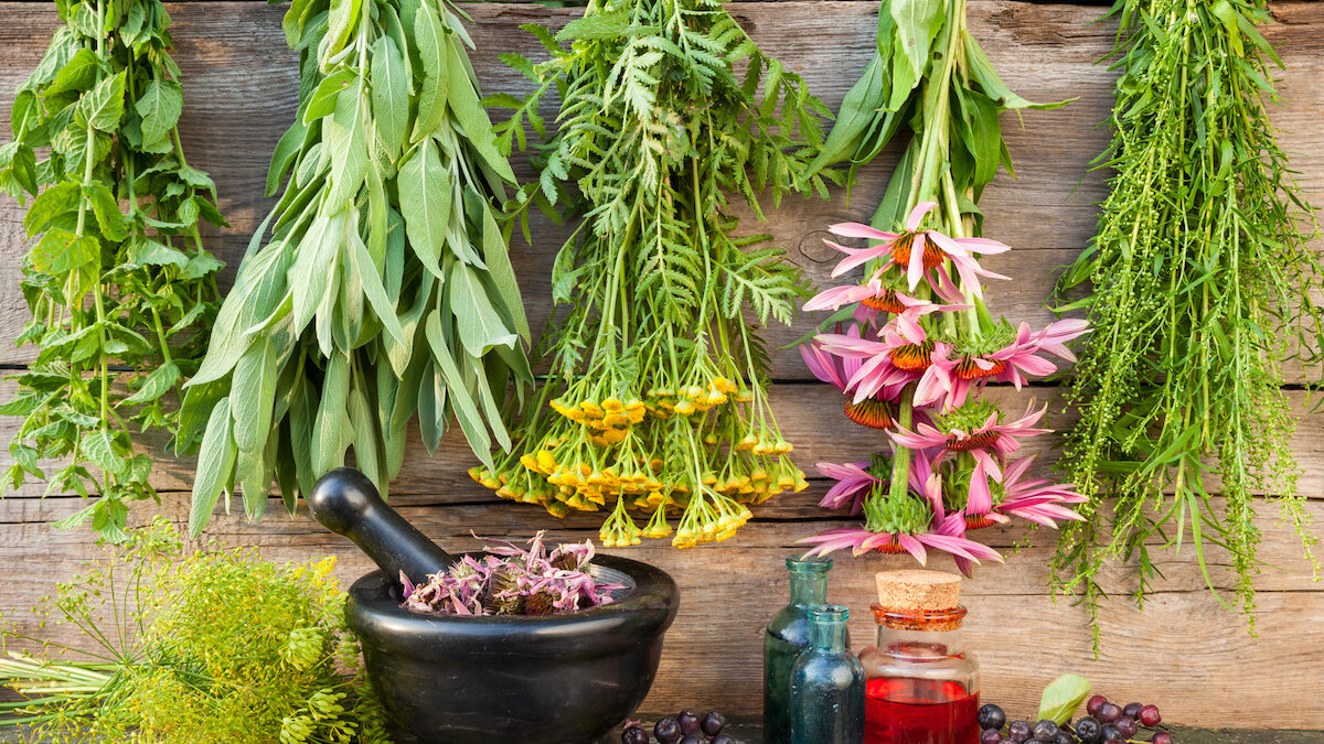 Top Five Herbs and Plants that are Loaded with Healing Properties