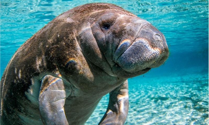 Manatees and Wildlife in Cape Coral, FL