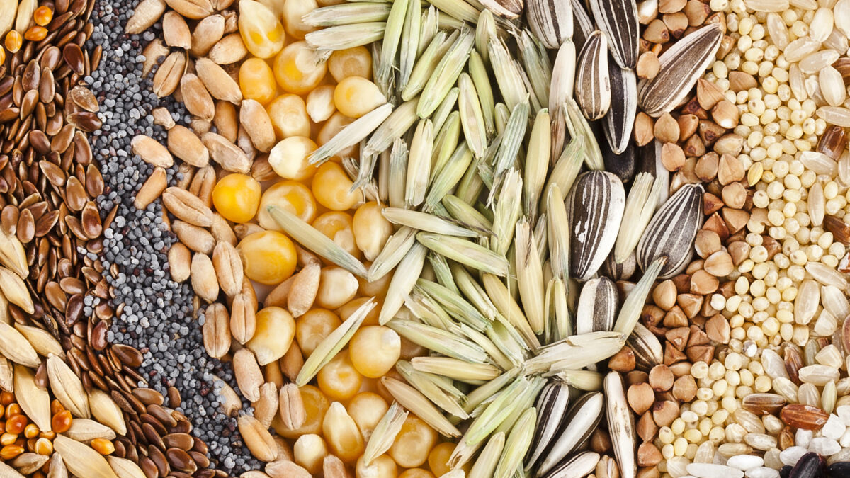 What Are Fun Facts About Seeds?