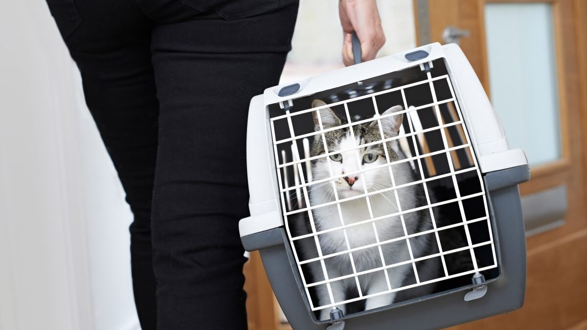 Best Cat Carriers for Travelling – Pets Guide