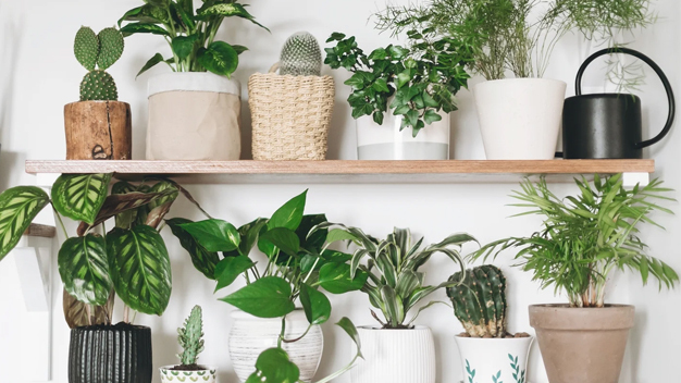 How Can Plants Help Improve Your Mental And Physical Health