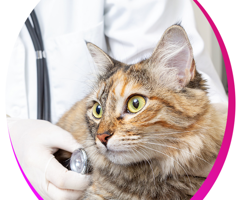 Finding a Good Vet Clinic for Your Cat – Some Tips to Keep in Mind