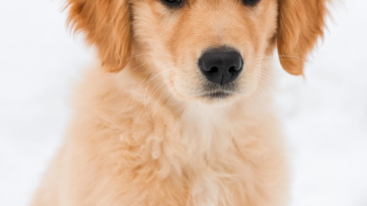 How is it Possible to Get Affordable Golden Retriever Puppies from Online Sources?