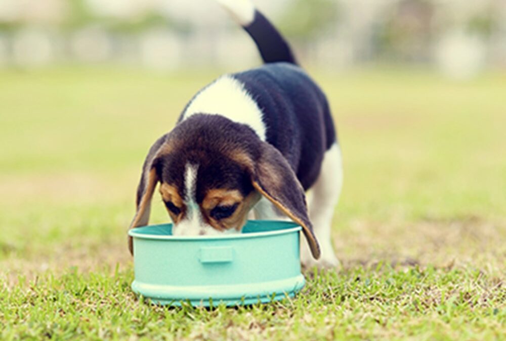 Dog Nutrition: The Ultimate Guide to a Balanced Diet
