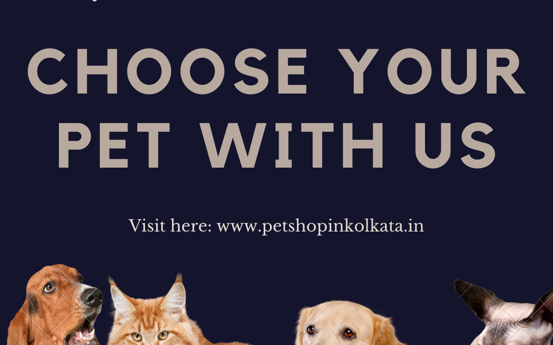 Things To Be Noticed In A Pet Shop While You Are Shopping For Pets
