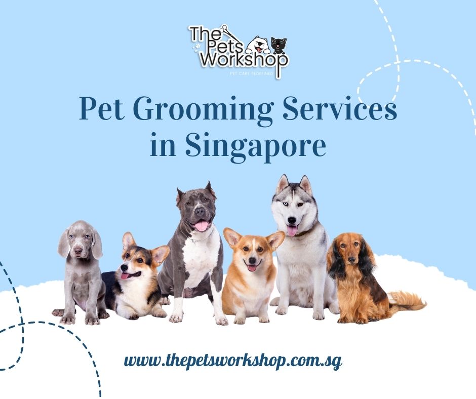 Pet Grooming Services Singapore -The Pets Workshop