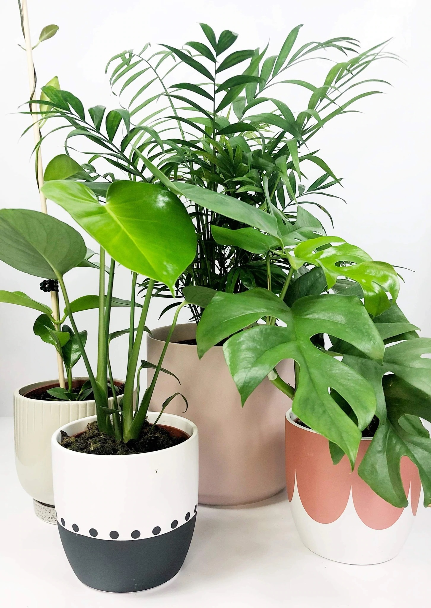 indoor plants melbourne