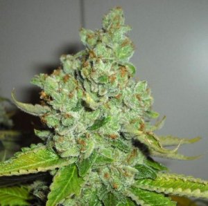 Top 3 ways to protect automatic Fast Buds seeds from the heat stress