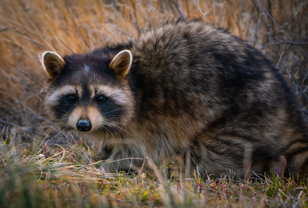 How to Humanely Get Rid of Raccoons in GTA?