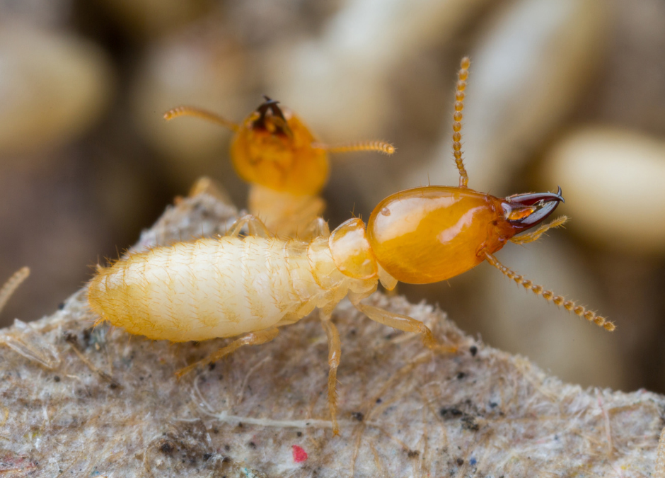4 ways to keep your workplace termite free