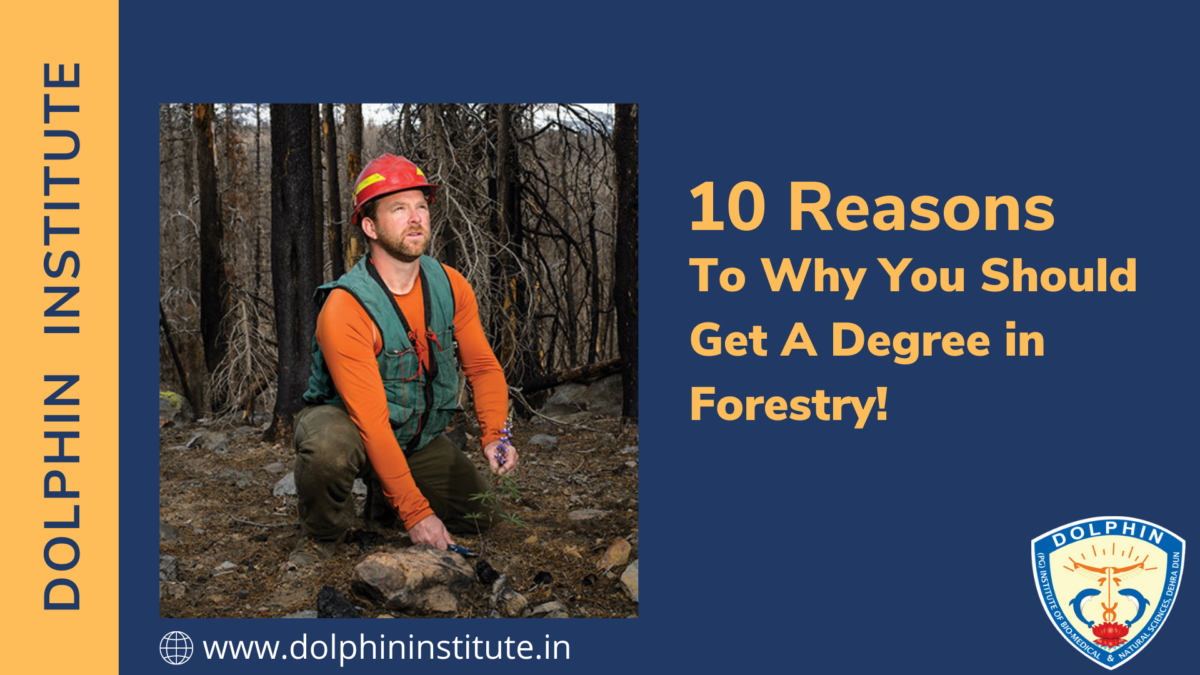 10 Reasons To Why You Should Get A Degree in Forestry!
