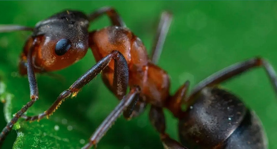 How To Handle Highly Ant-infested Areas With Simple Steps