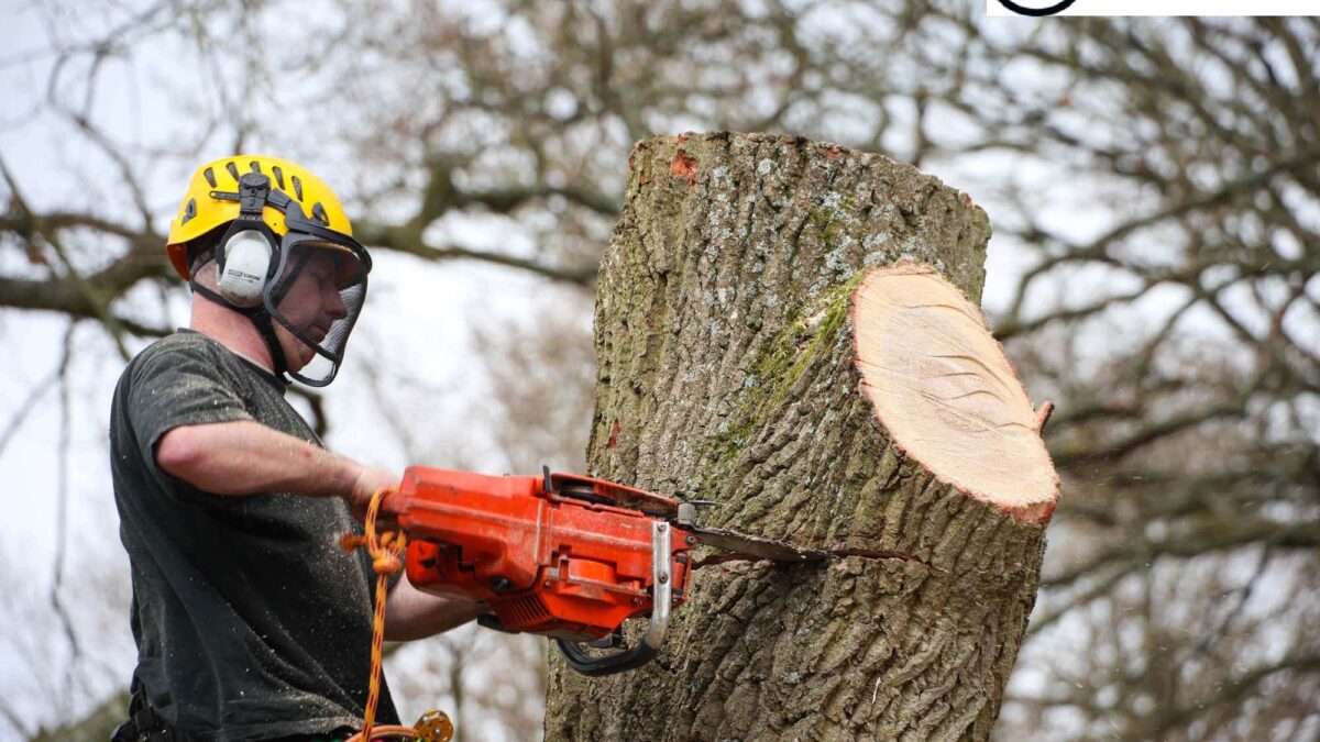 Removing a Stump Can Actually Improve the Health of the Tree