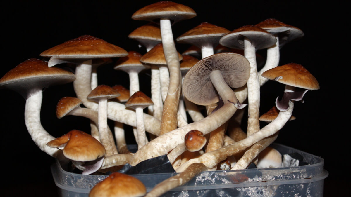 Magic mushrooms may cause you to quit smoking