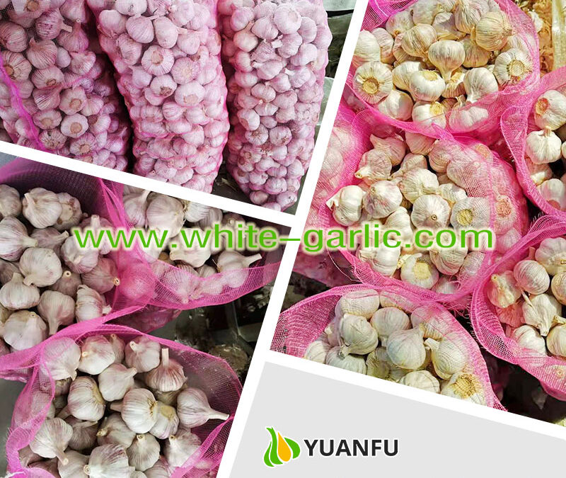 Things to Consider While Choosing the Garlic Suppliers